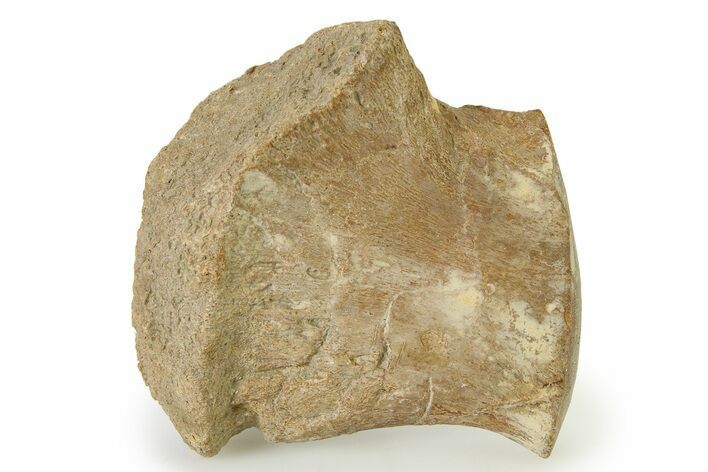 Fossil Mosasaur Paddle Bone - Texas #322921